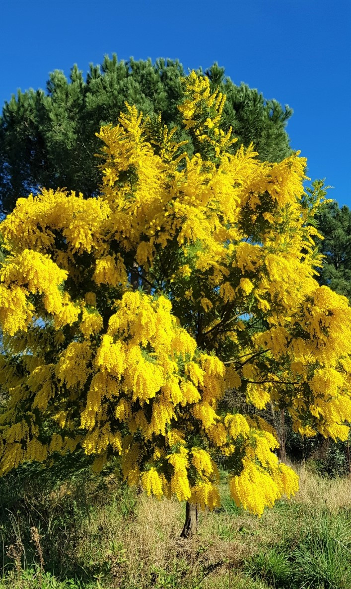 Acacia dealbata ‘Granet’