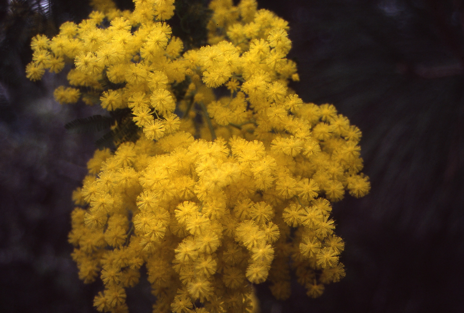 Acacia dealbata ‘Granet’