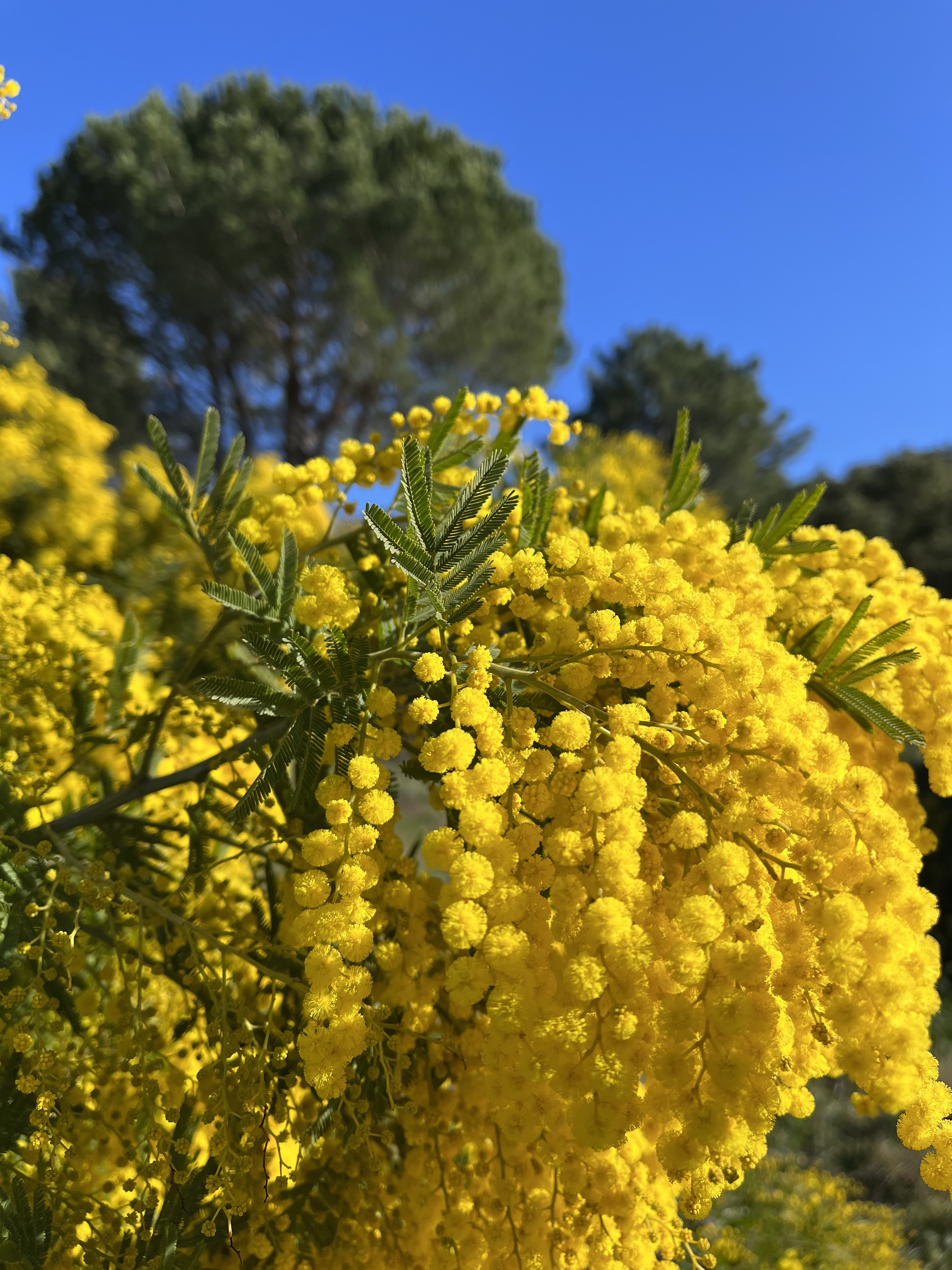 Acacia dealbata ‘Granet’