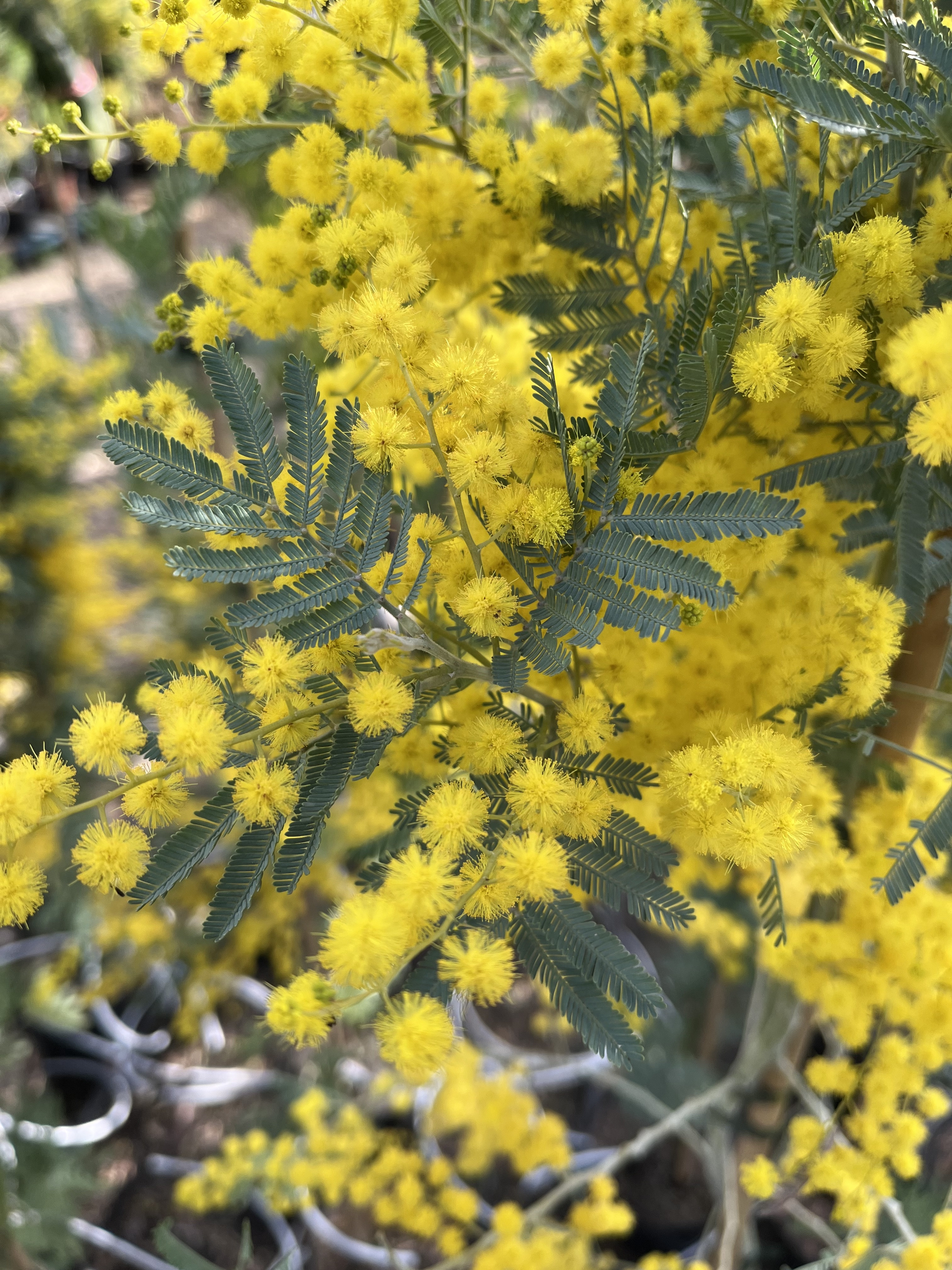 Acacia dealbata 'Rêve d'Or'