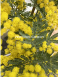 Acacia dealbata 'Rêve d'Or'