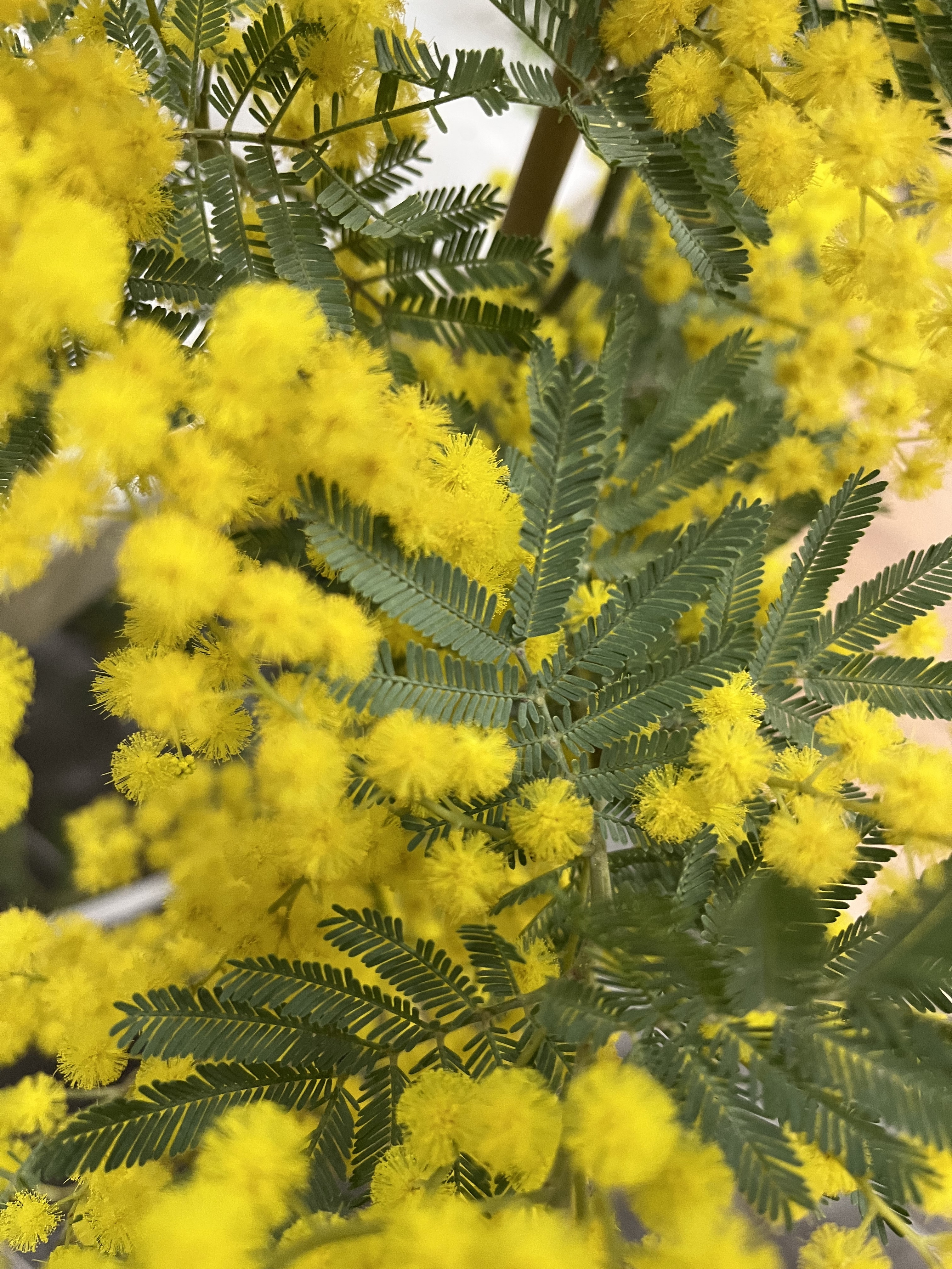 Acacia dealbata 'Rêve d'Or'