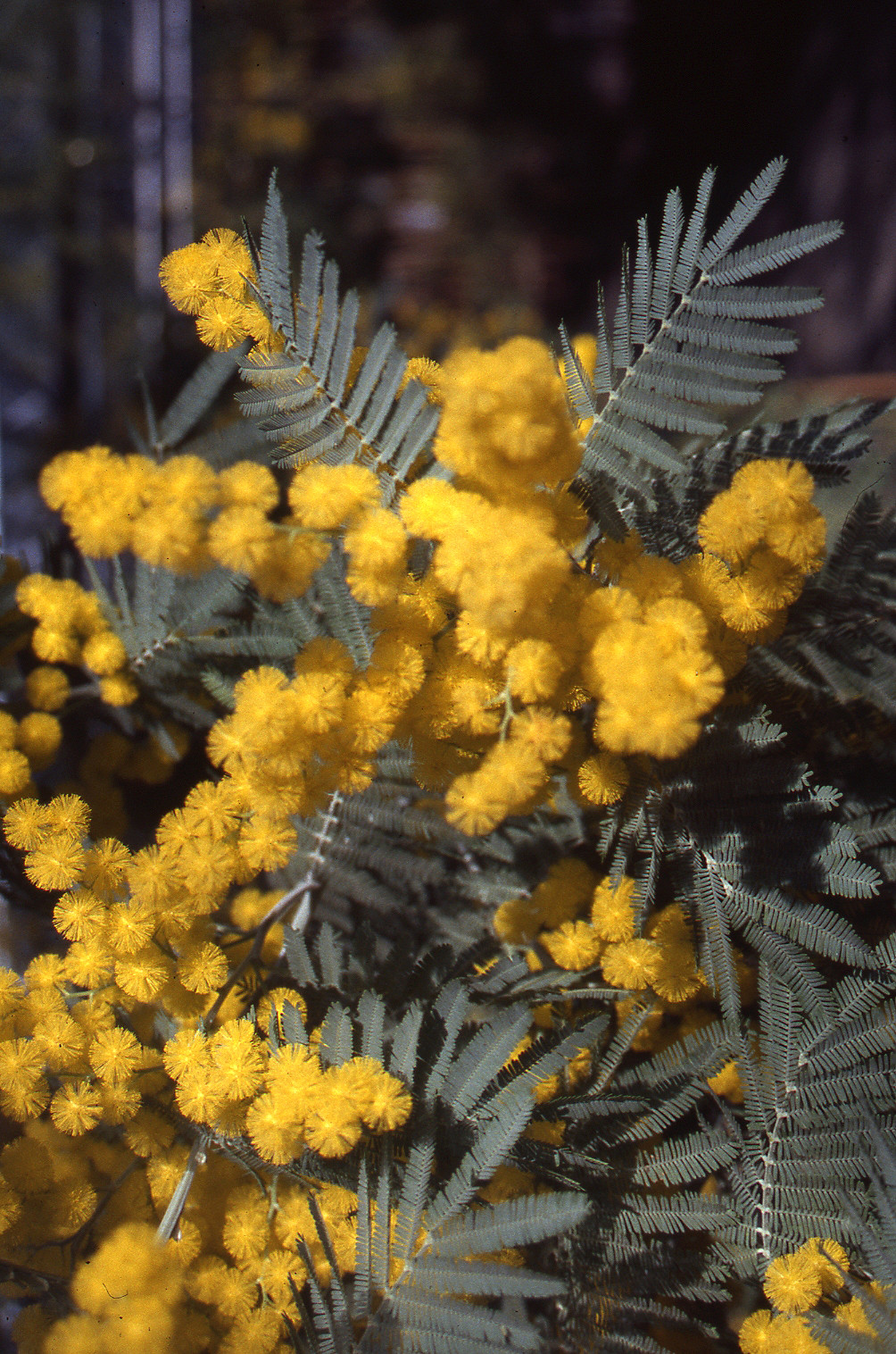 Acacia dealbata 'Président Doumergue'