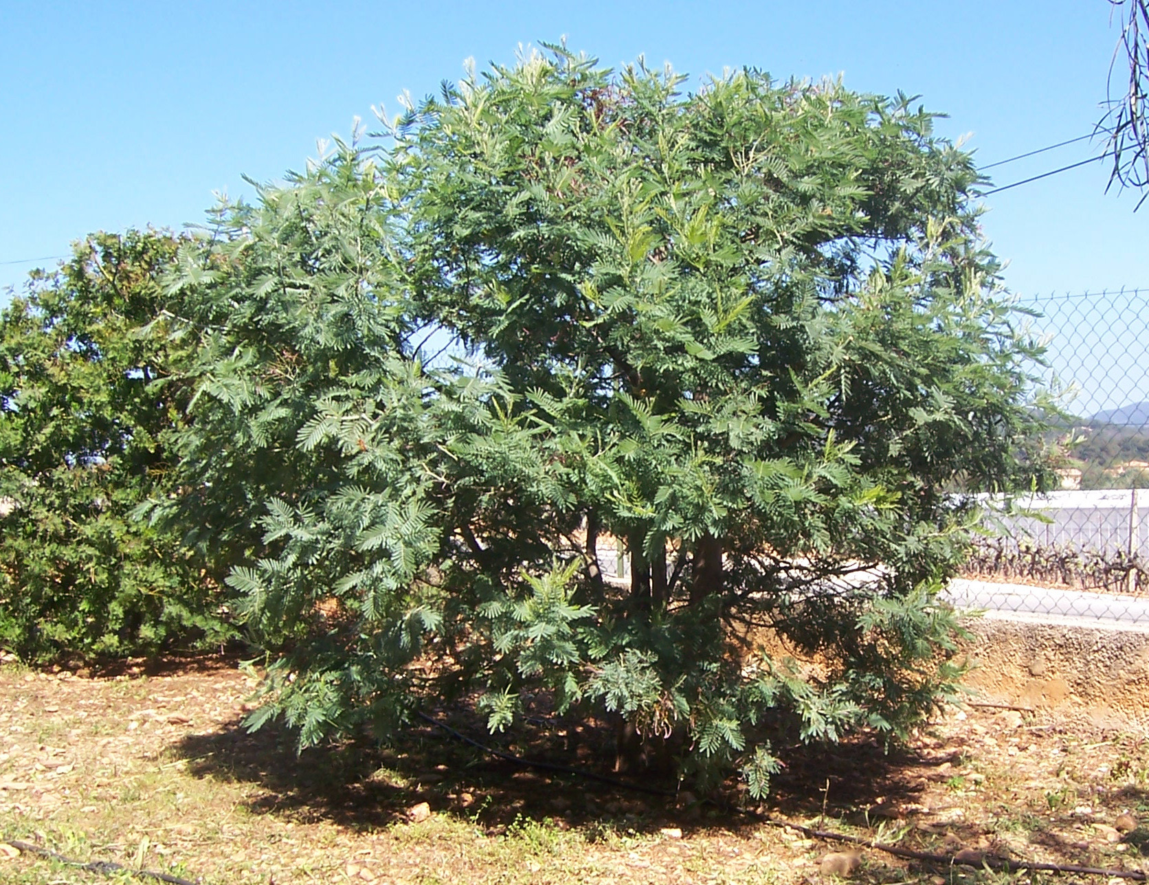 Acacia dealbata 'Président Doumergue'