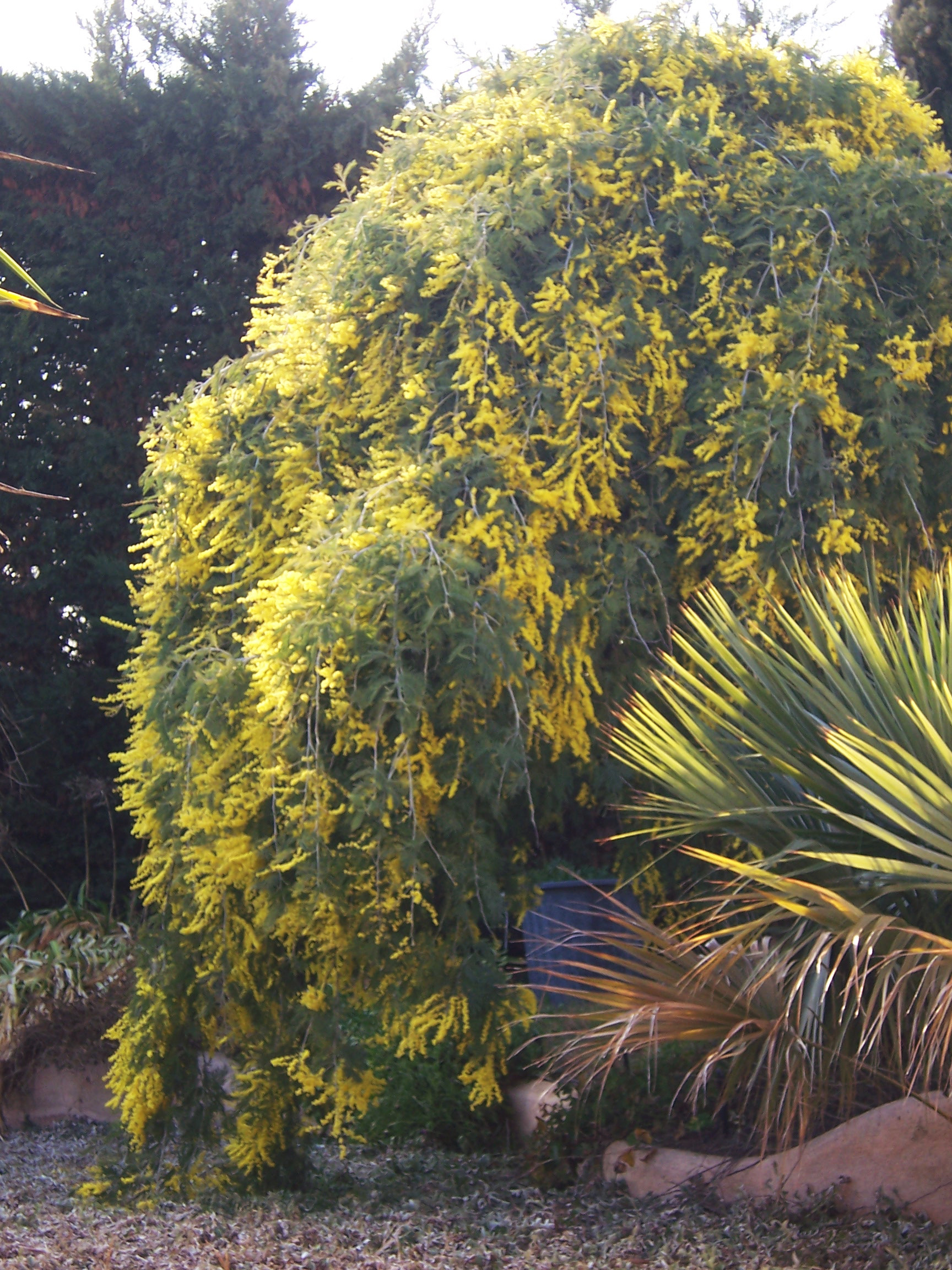 Acacia dealbata 'Pendula' 1/2 tige