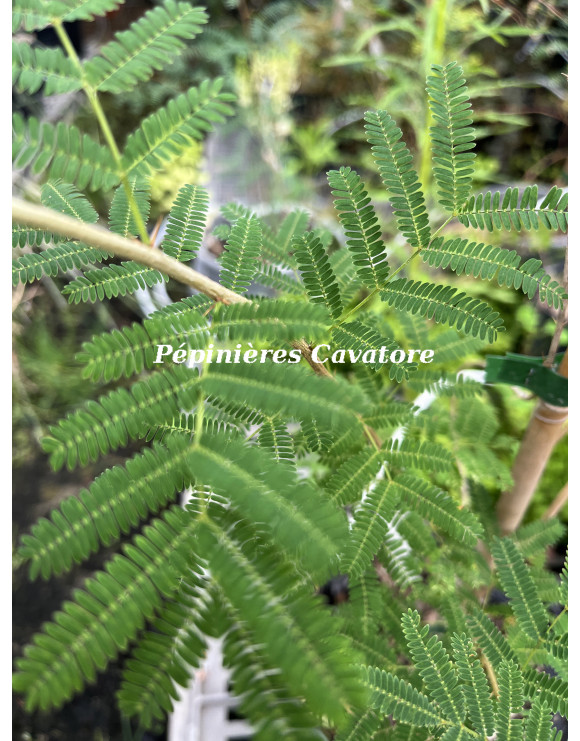 Acacia davyi