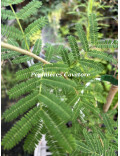 Acacia davyi
