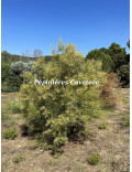 Acacia harveyi
