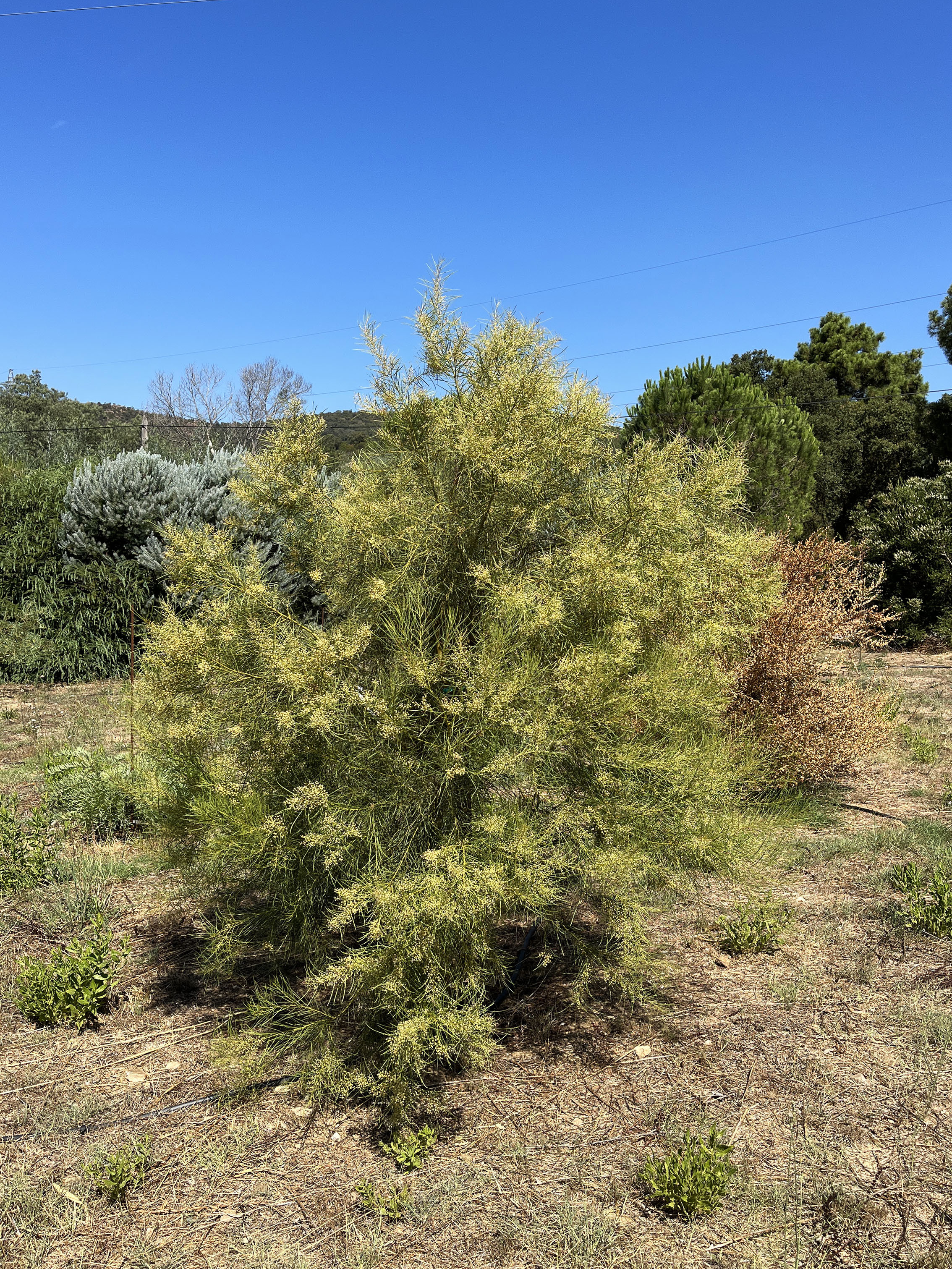 Acacia harveyi