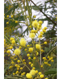 Acacia deanei