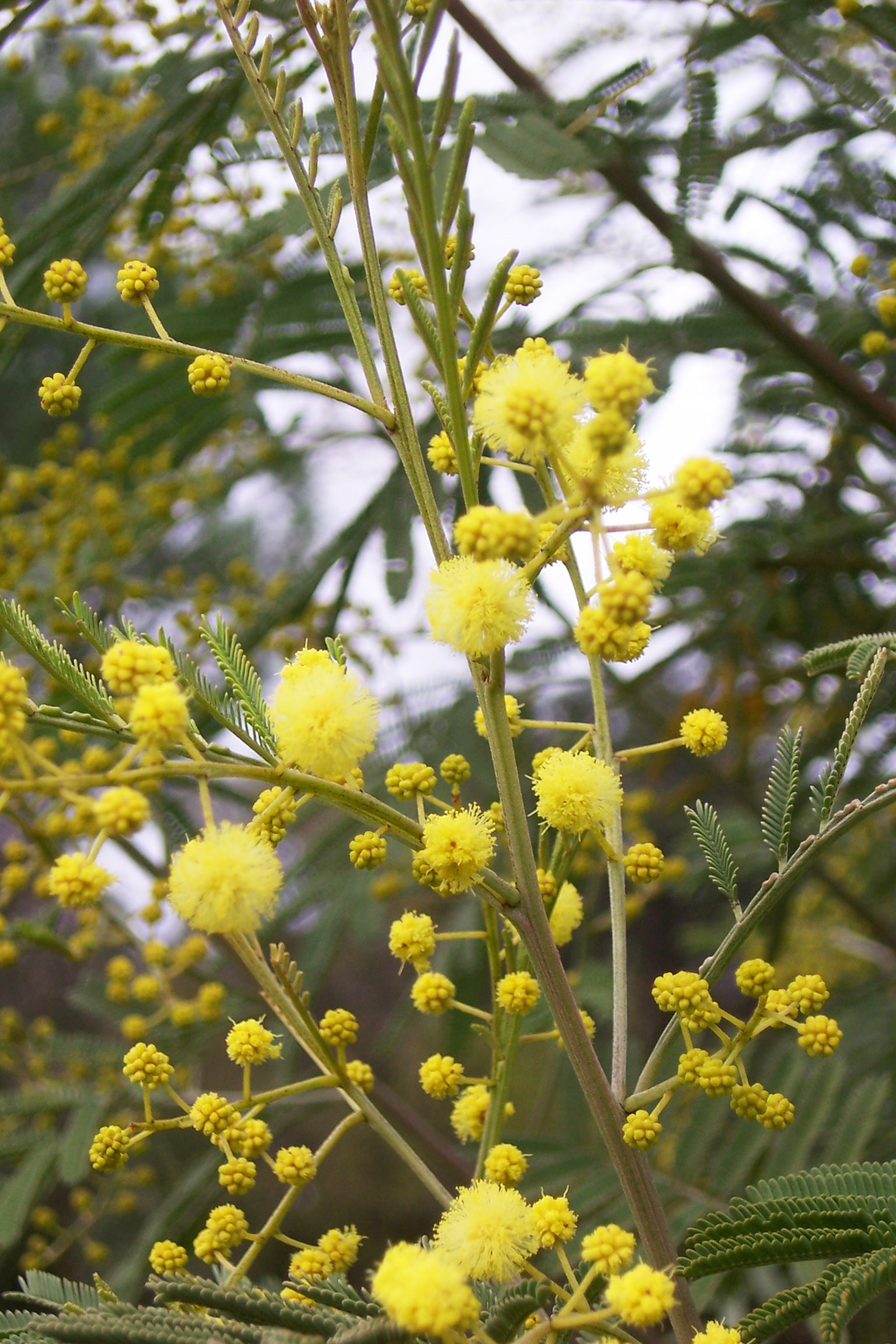 Acacia deanei