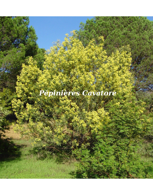 Acacia deanei