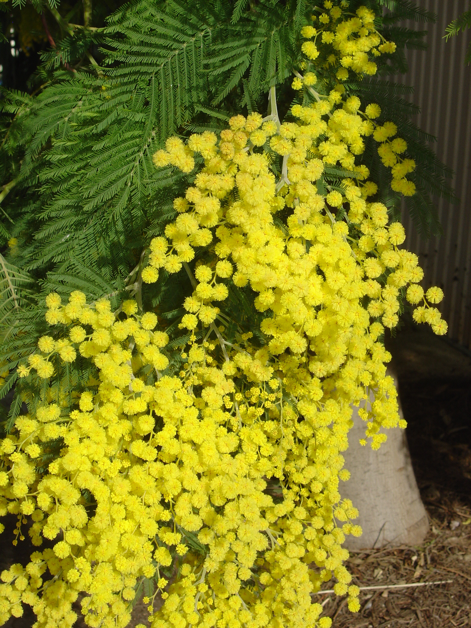 Acacia dealbata 'Mirandole'