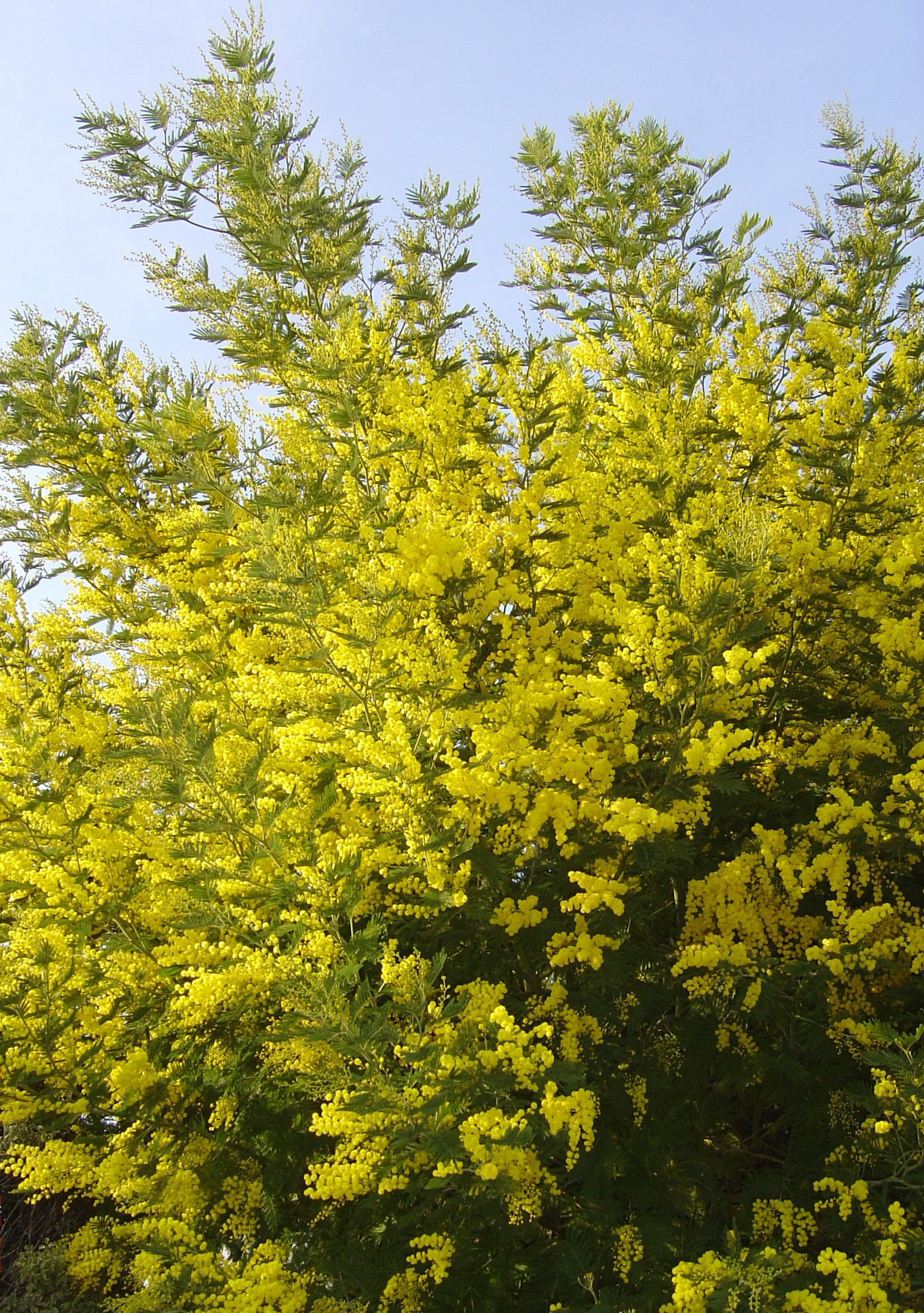 Acacia dealbata 'Mirandole'