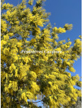 Acacia dealbata 'Gaulois'