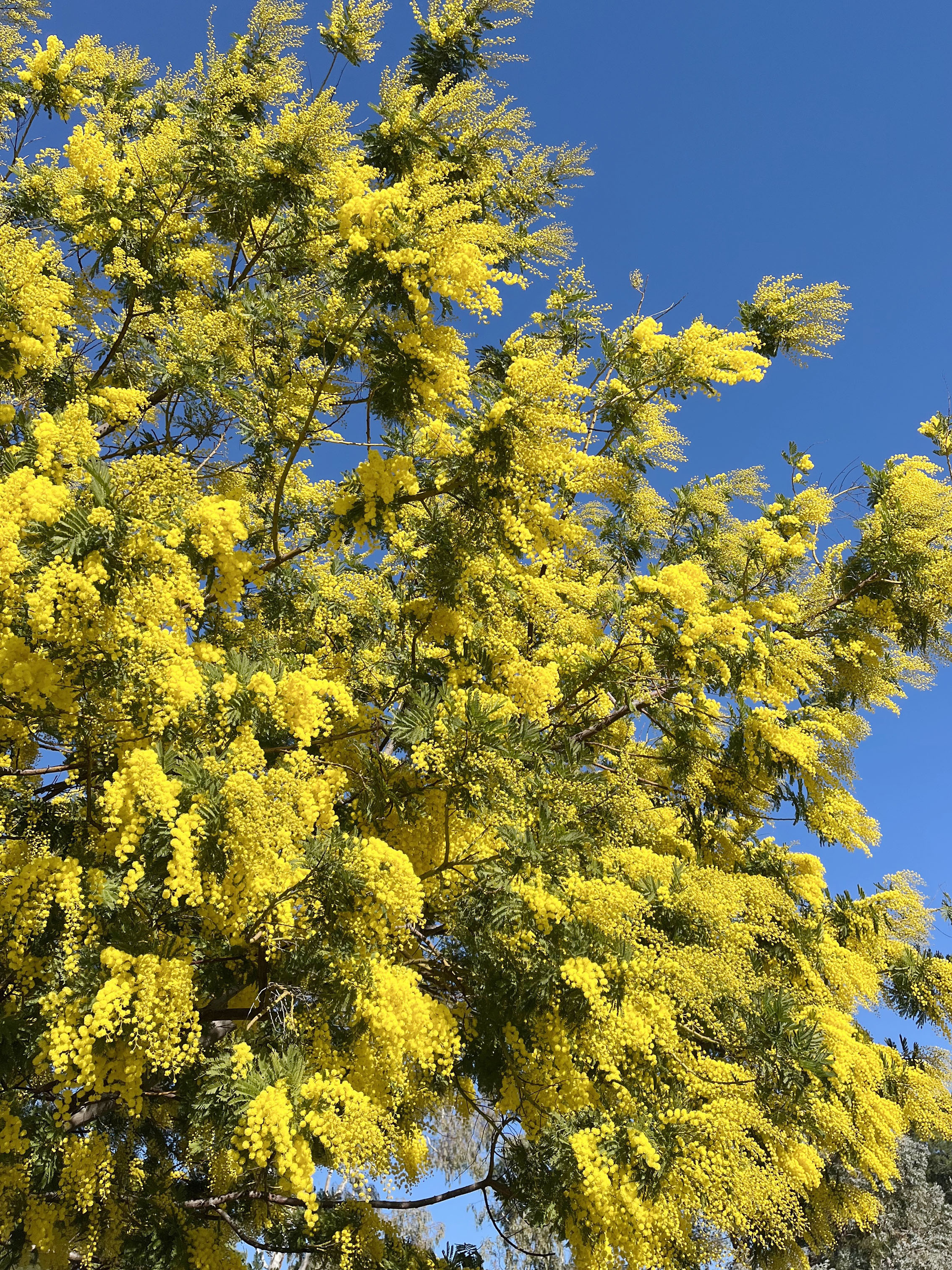 Acacia dealbata 'Gaulois'