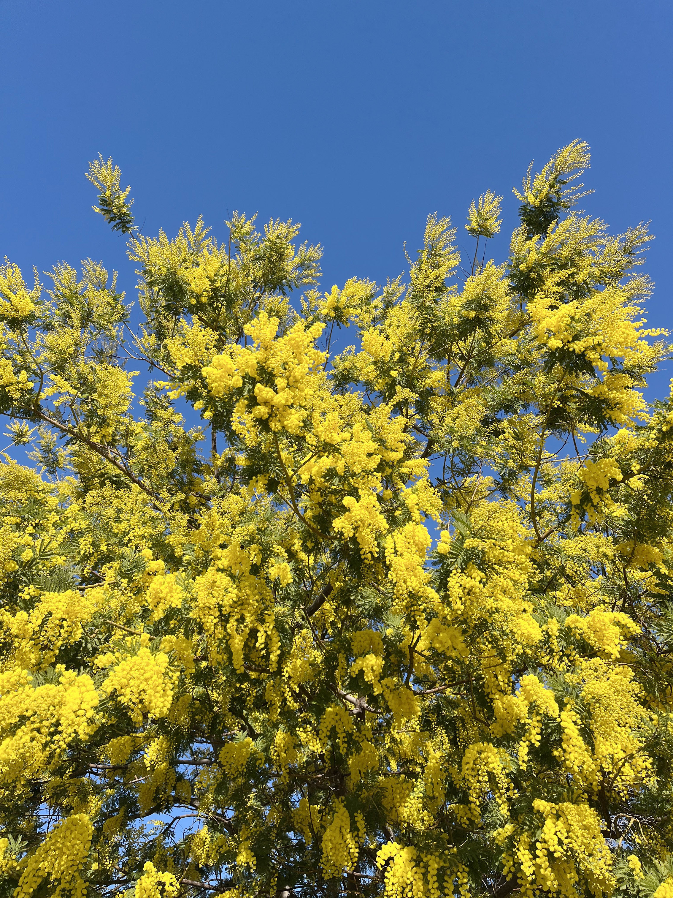 Acacia dealbata 'Gaulois'