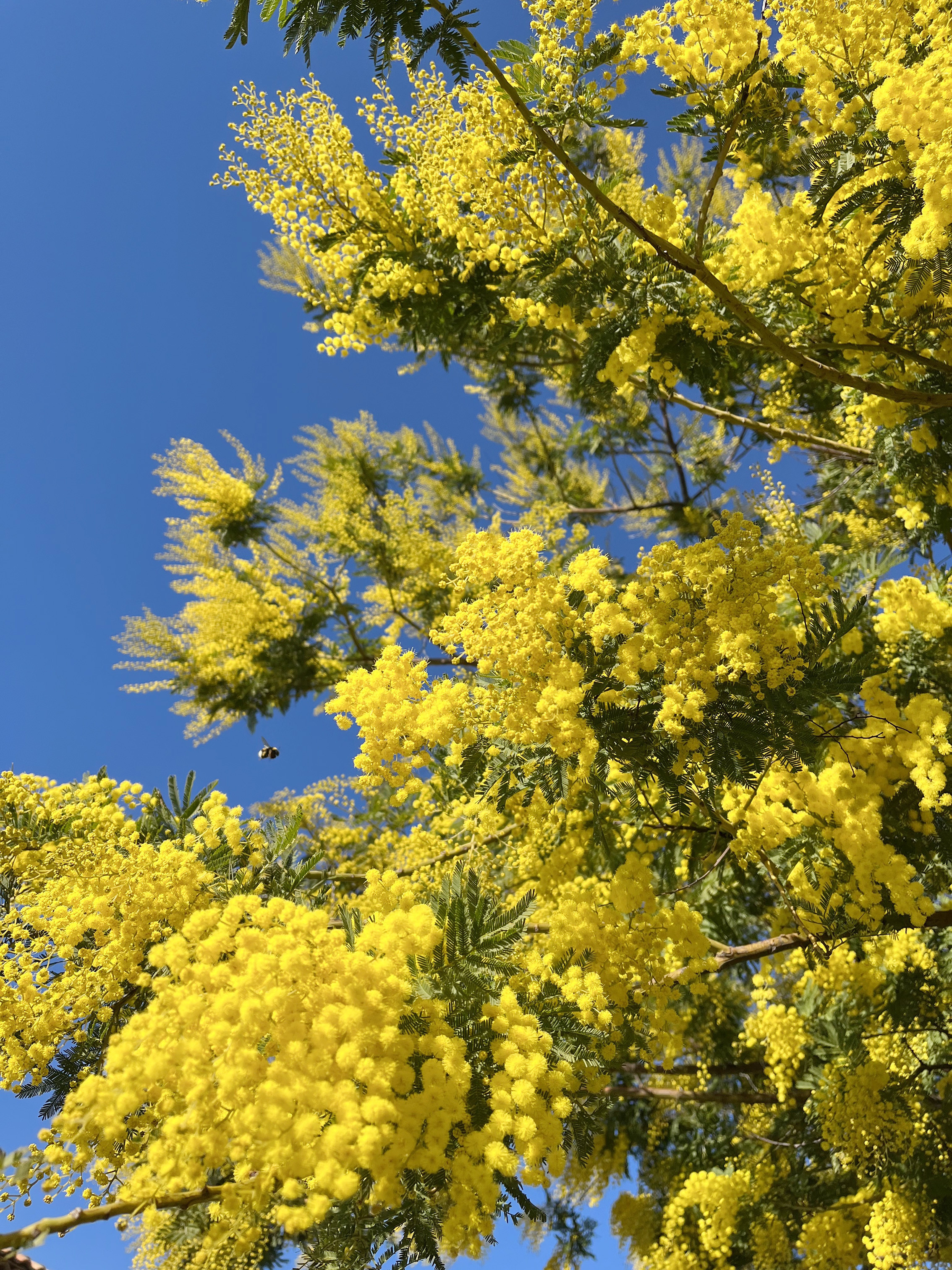 Acacia dealbata 'Gaulois'