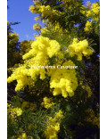 Acacia dealbata 'Gaulois Astier'