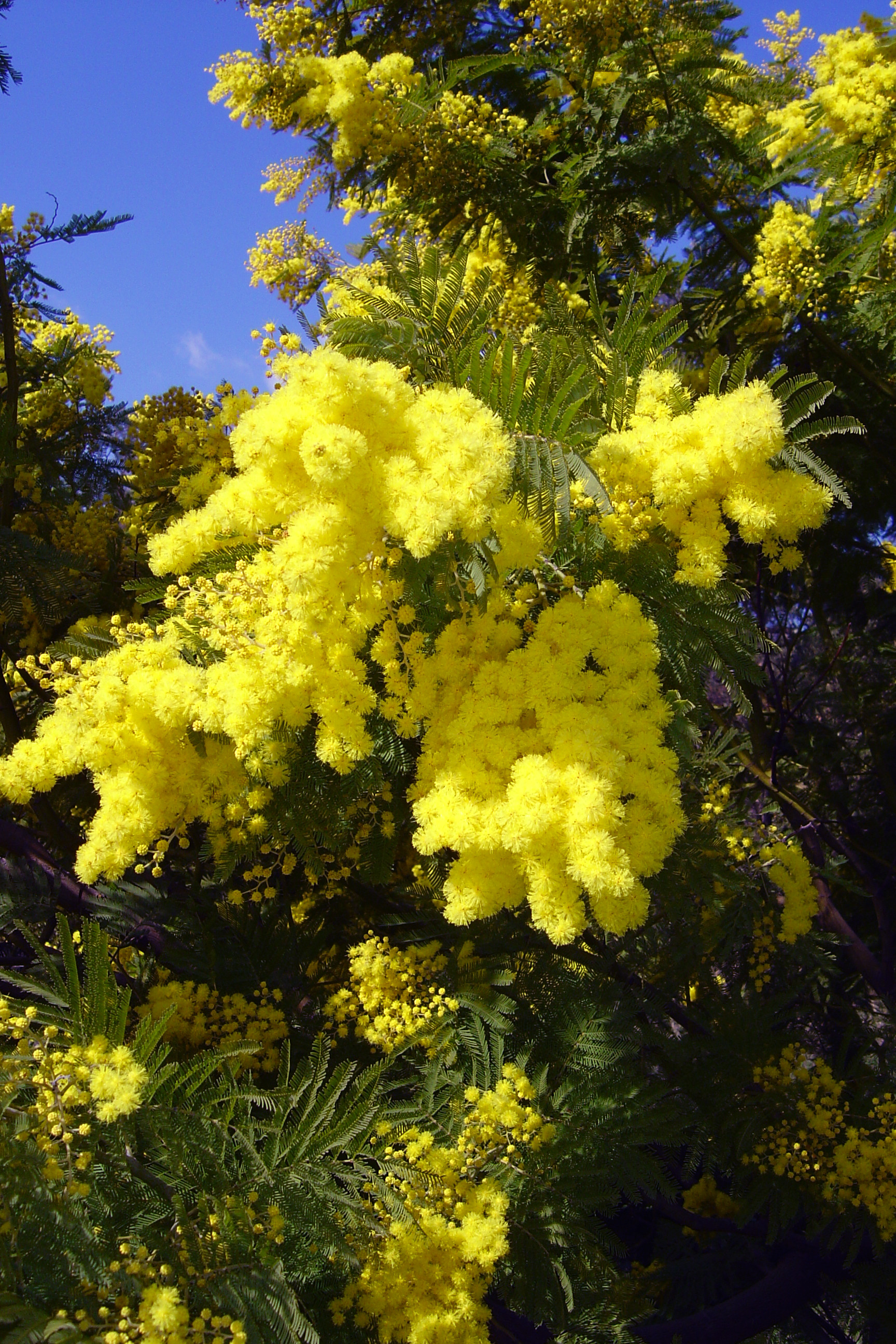 Acacia dealbata 'Gaulois Astier'