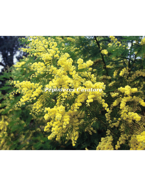 Acacia dealbata 'Gaulois Astier'