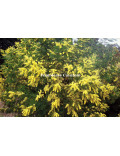 Acacia dealbata 'Gaulois Astier'