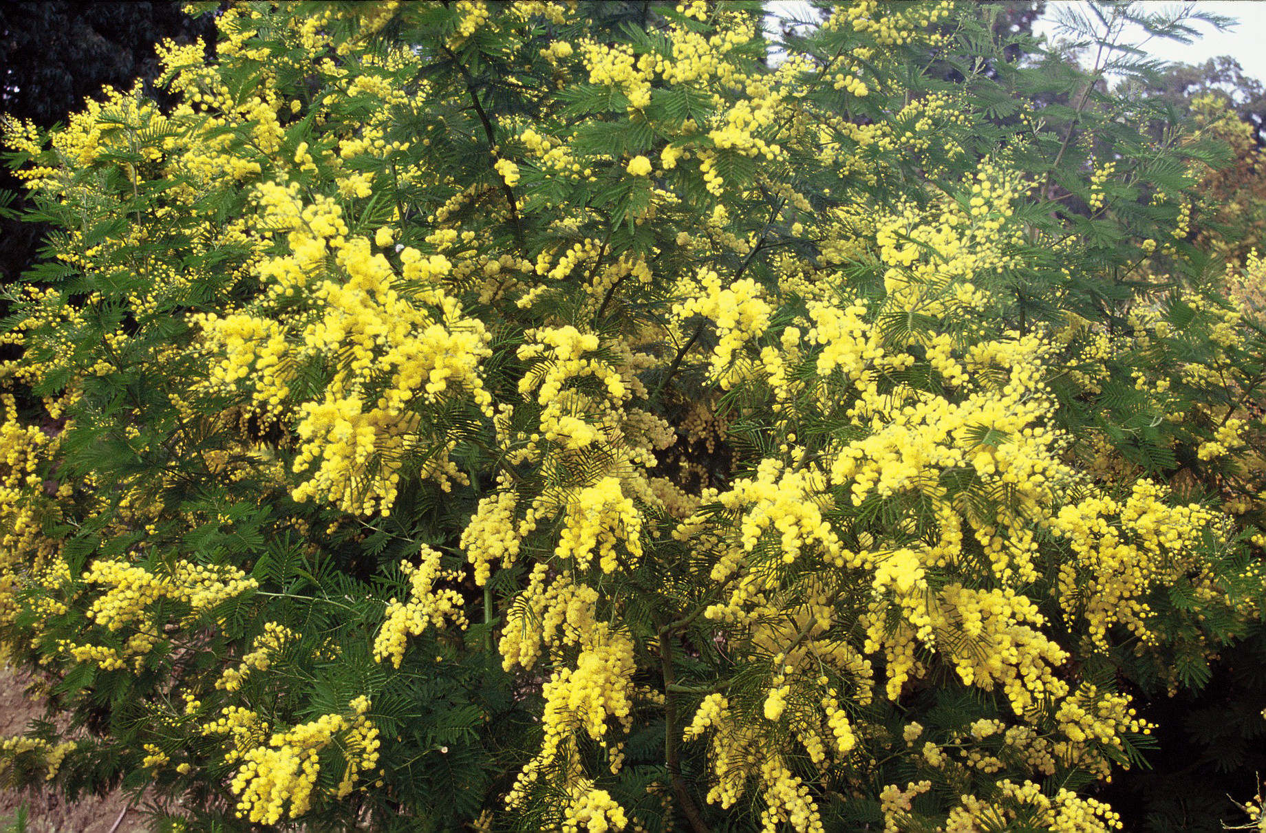 Acacia dealbata 'Gaulois Astier'