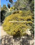 Acacia enterocarpa