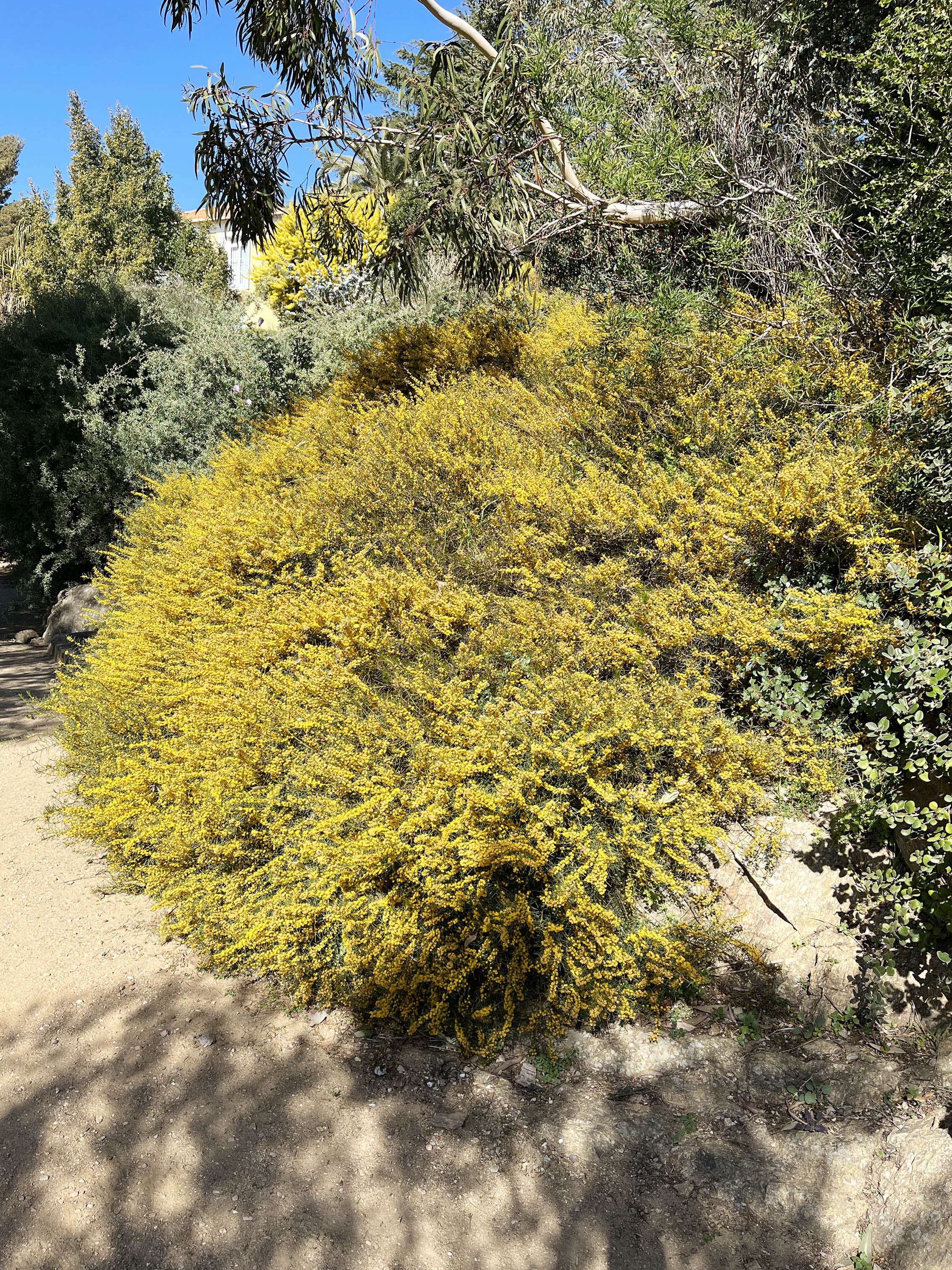 Acacia enterocarpa