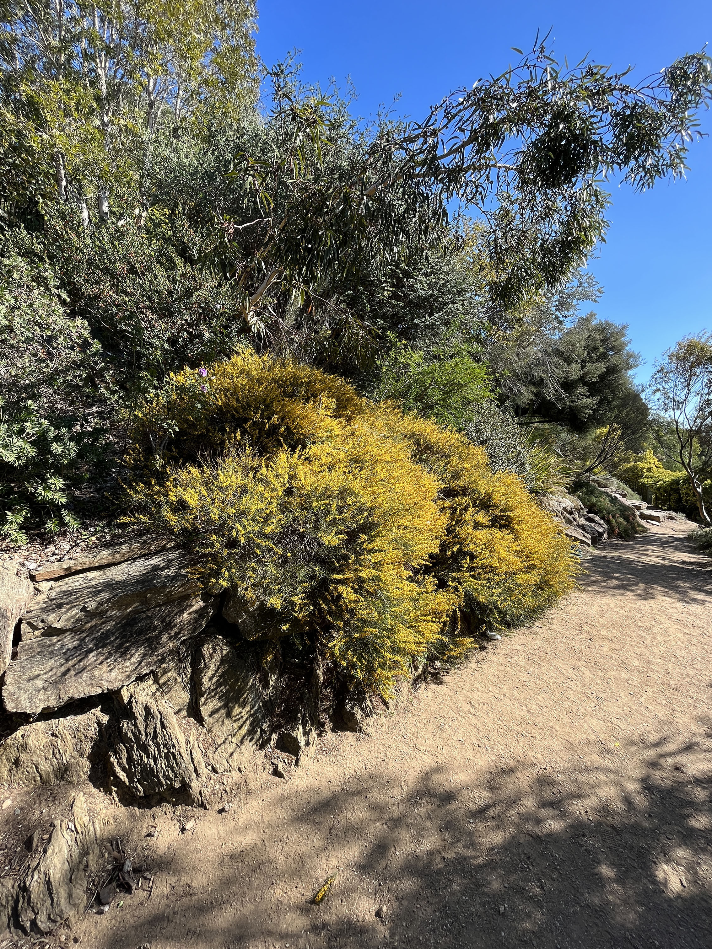 Acacia enterocarpa