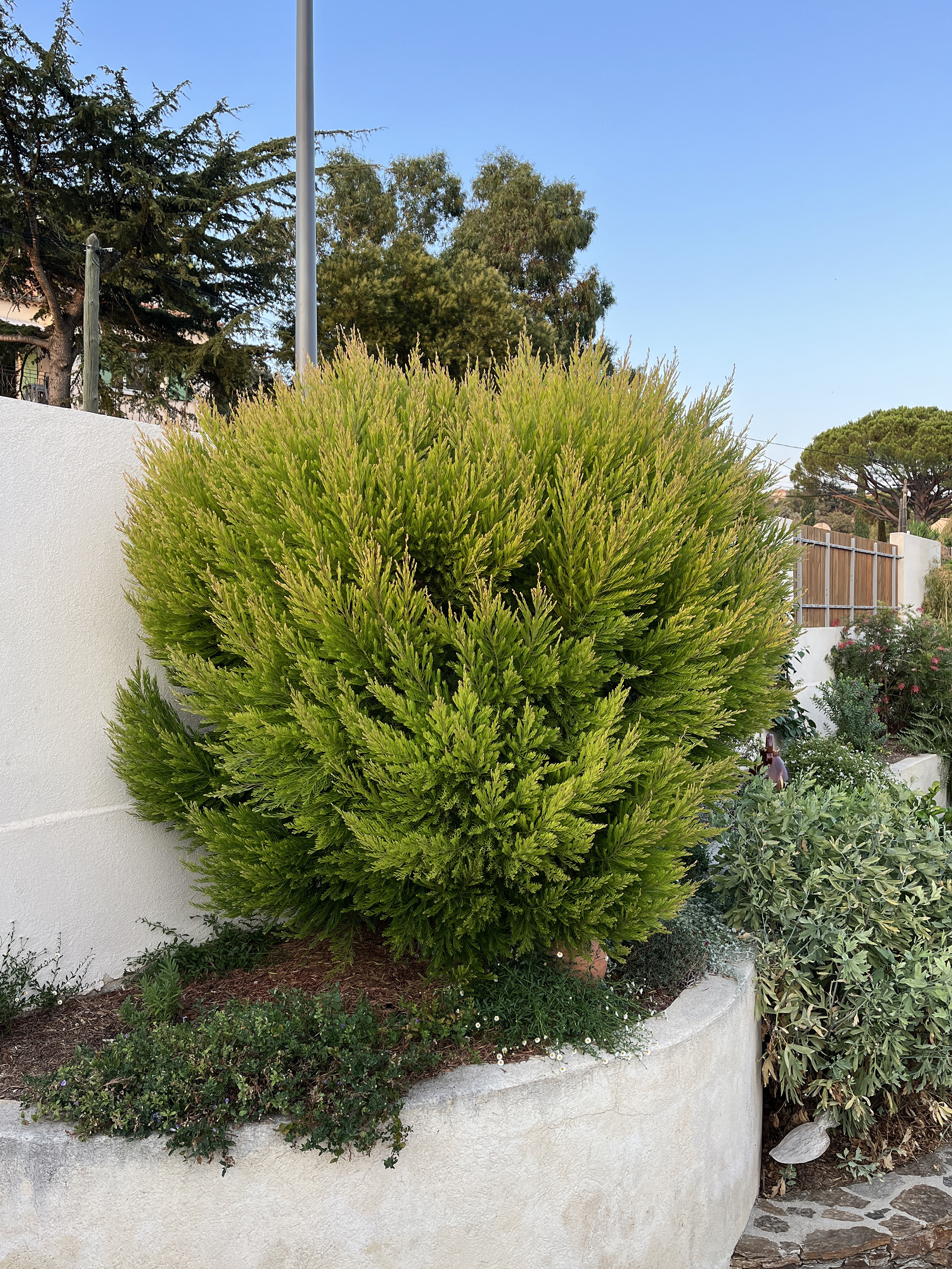 Acacia fimbriata 'Dwarf'