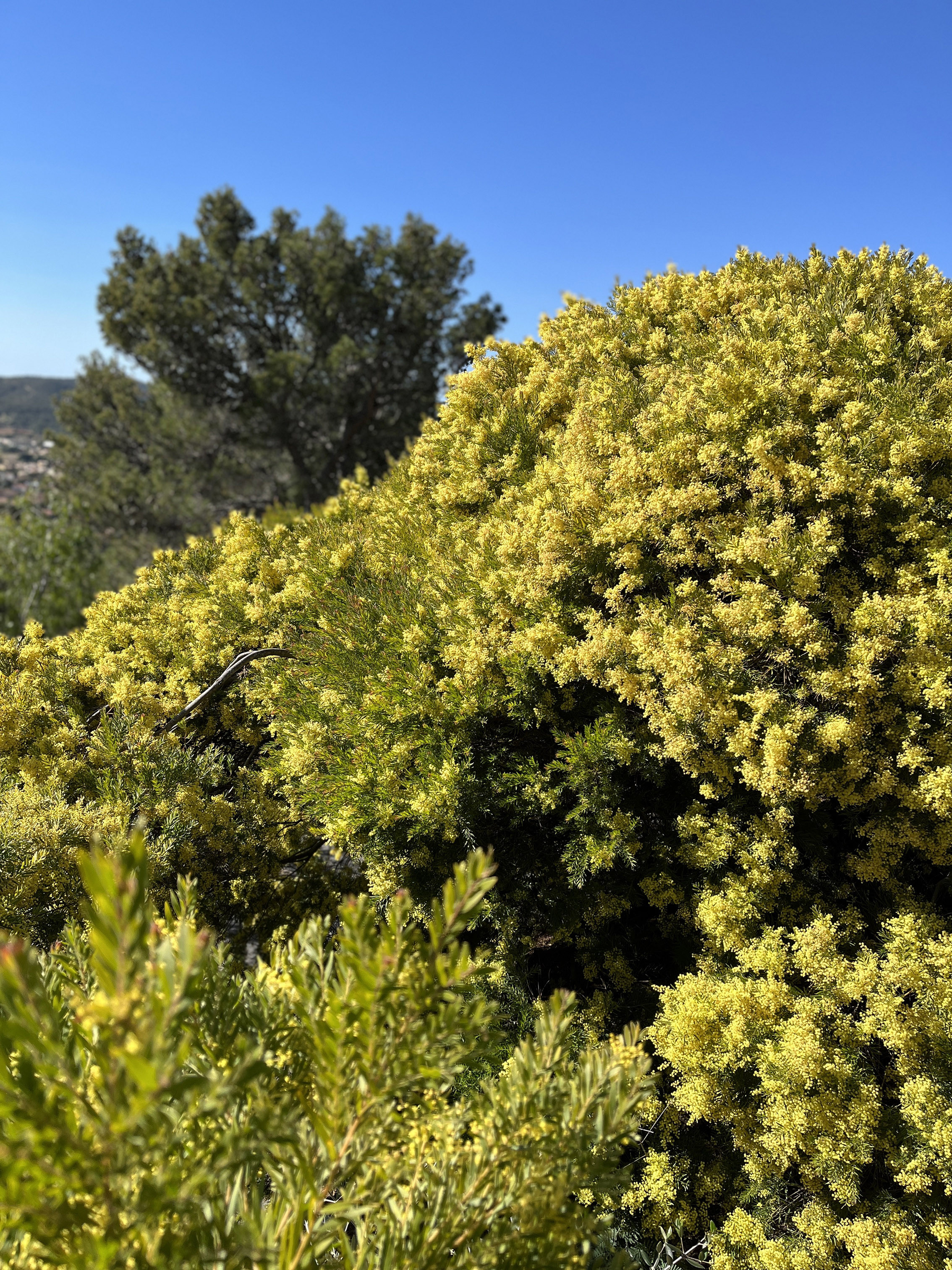 Acacia fimbriata 'Dwarf'