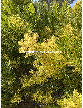 Acacia fimbriata 'Dwarf'