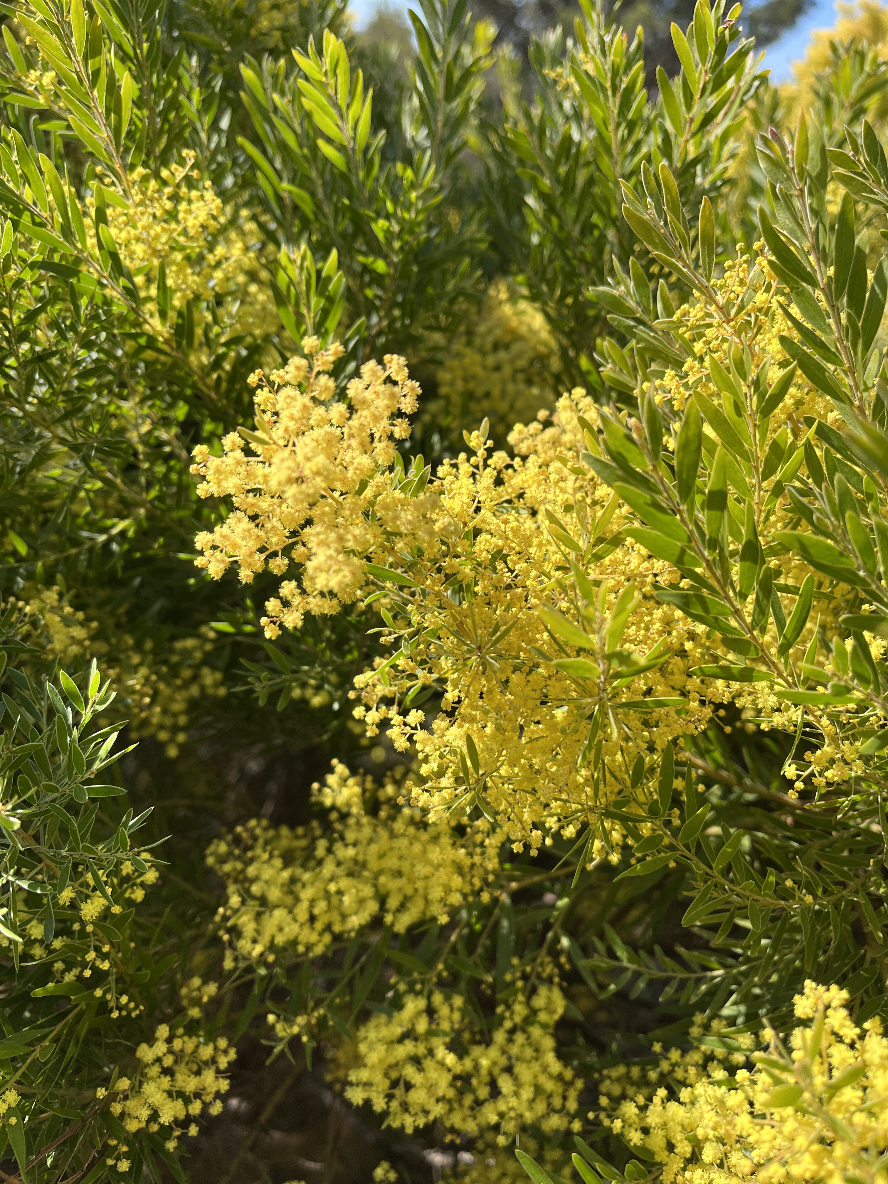 Acacia fimbriata 'Dwarf'