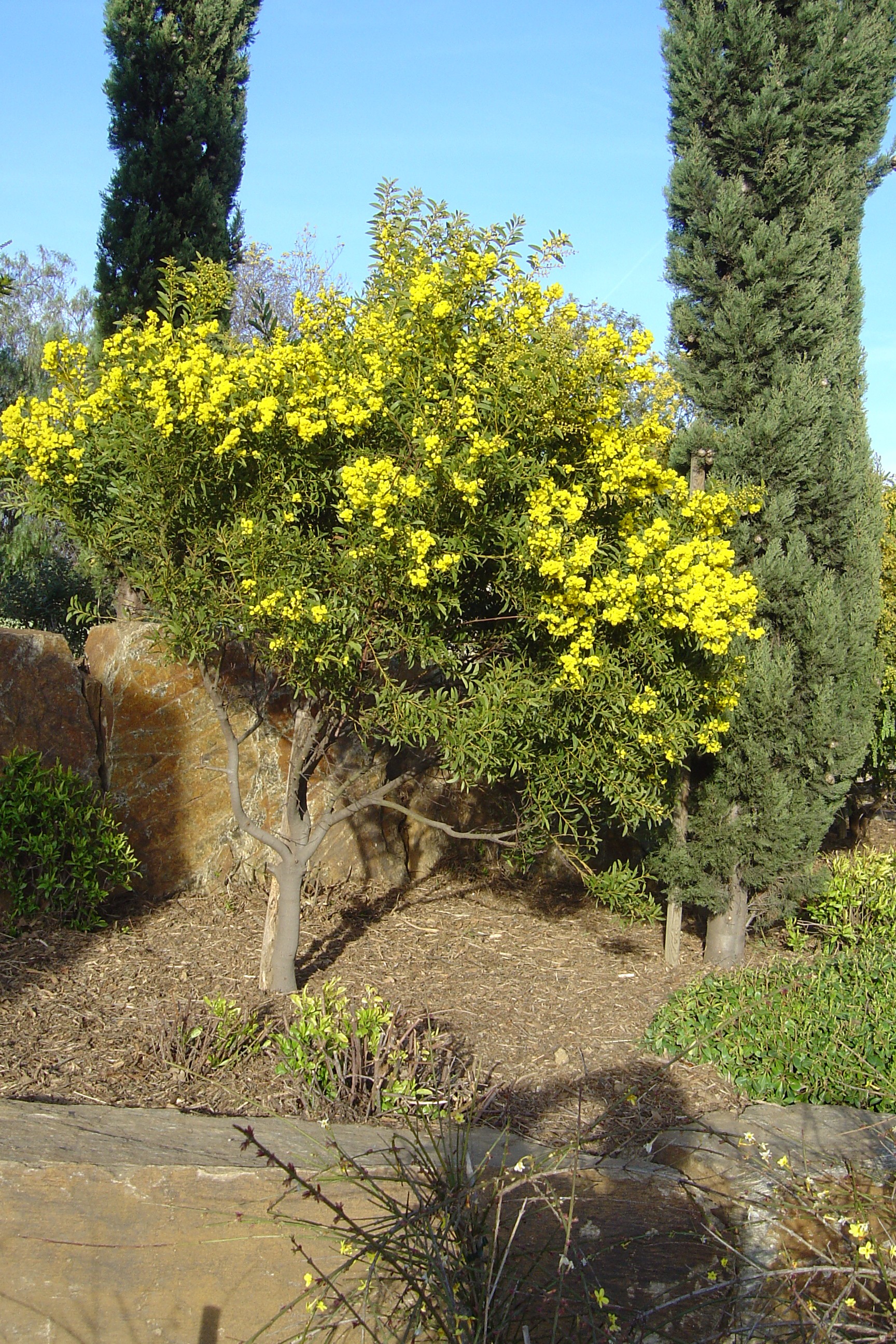 Acacia amoena