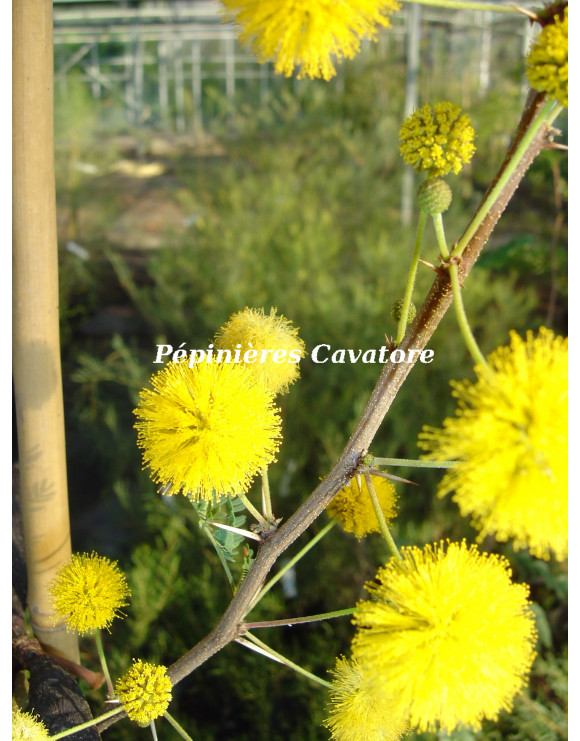 Acacia farnesiana