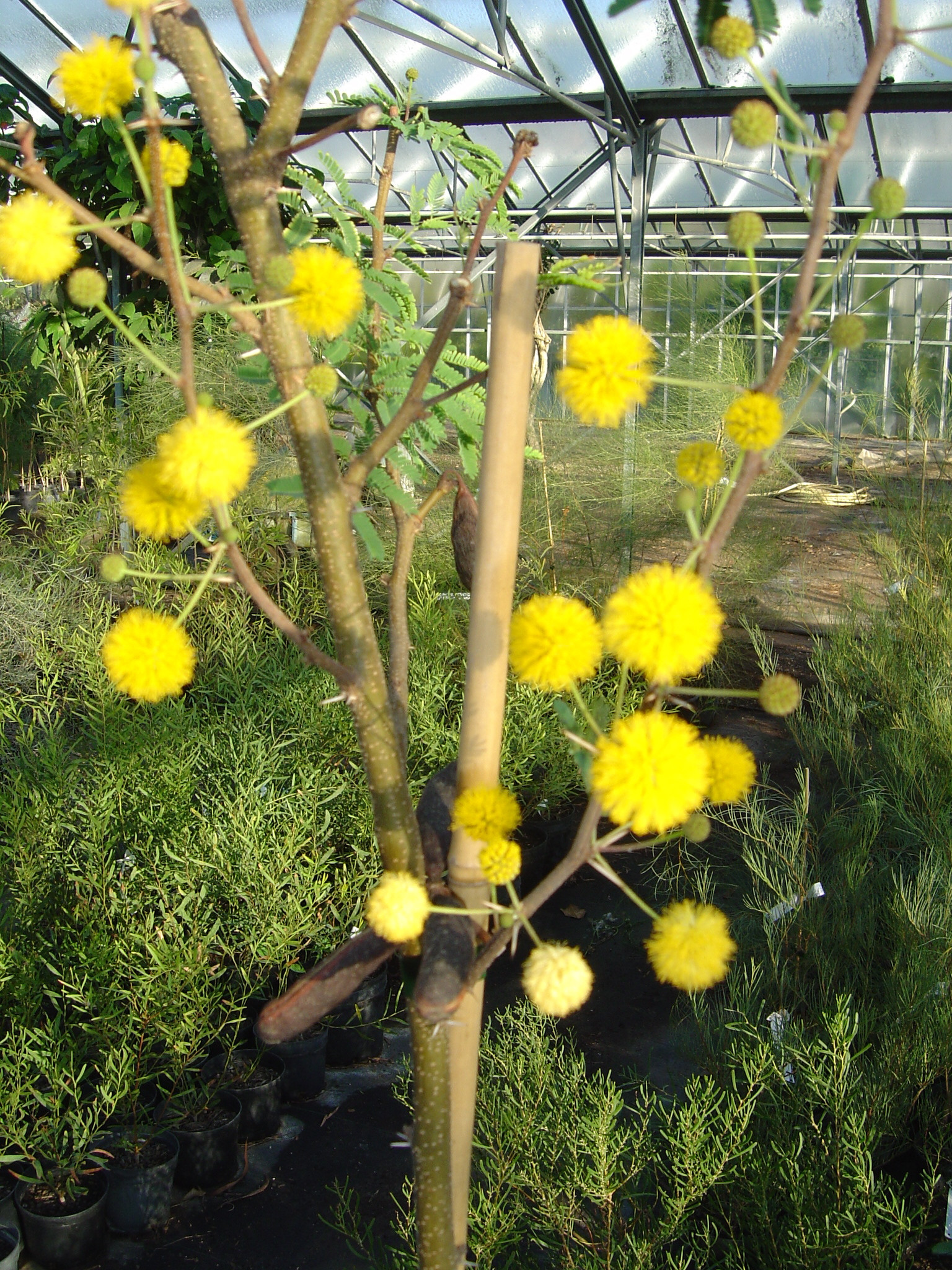 Acacia farnesiana