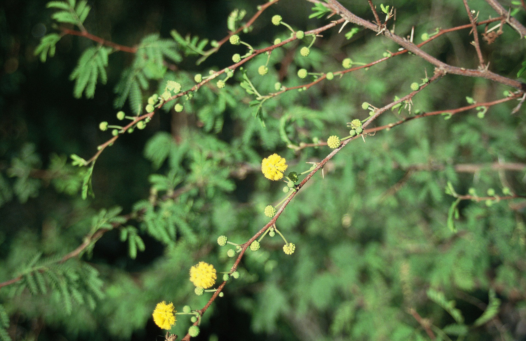 Acacia farnesiana