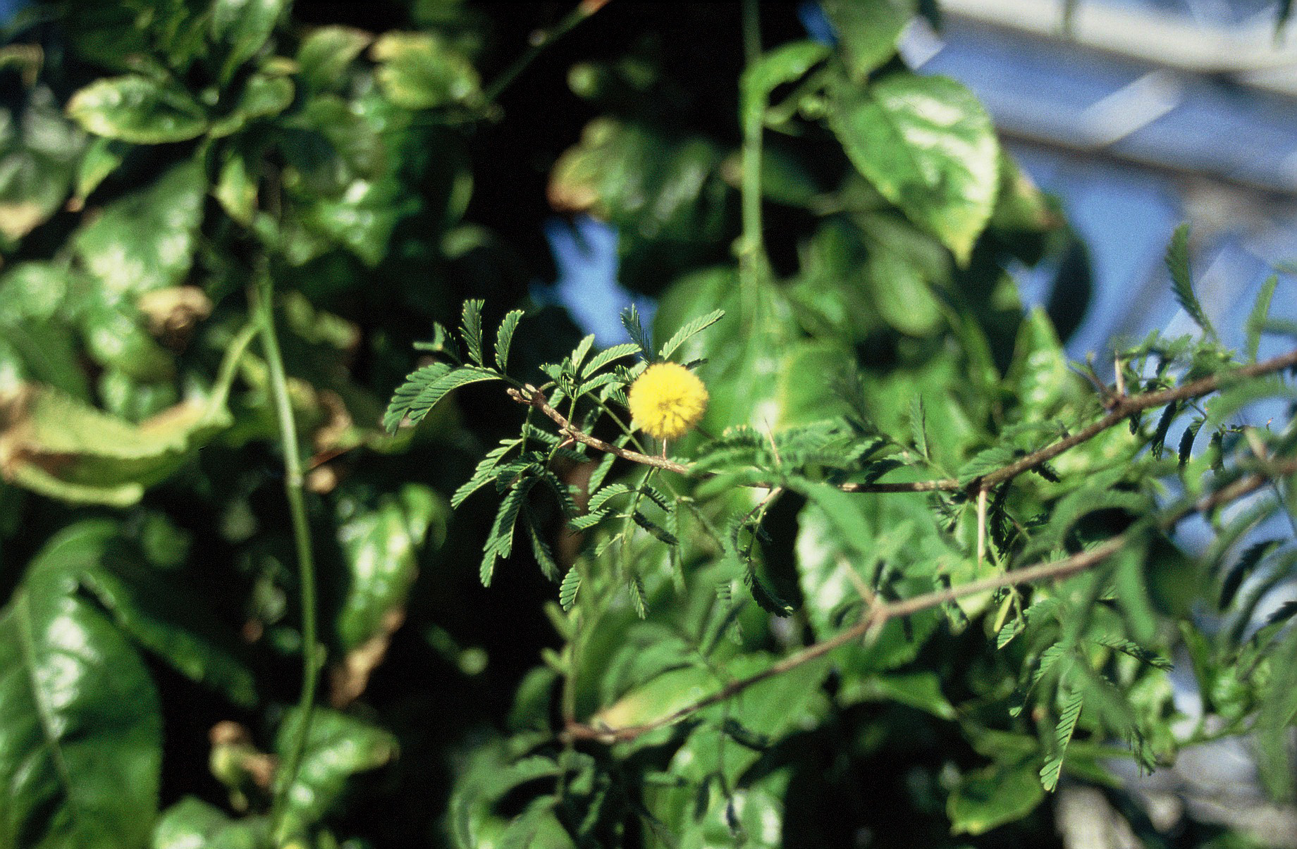 Acacia farnesiana