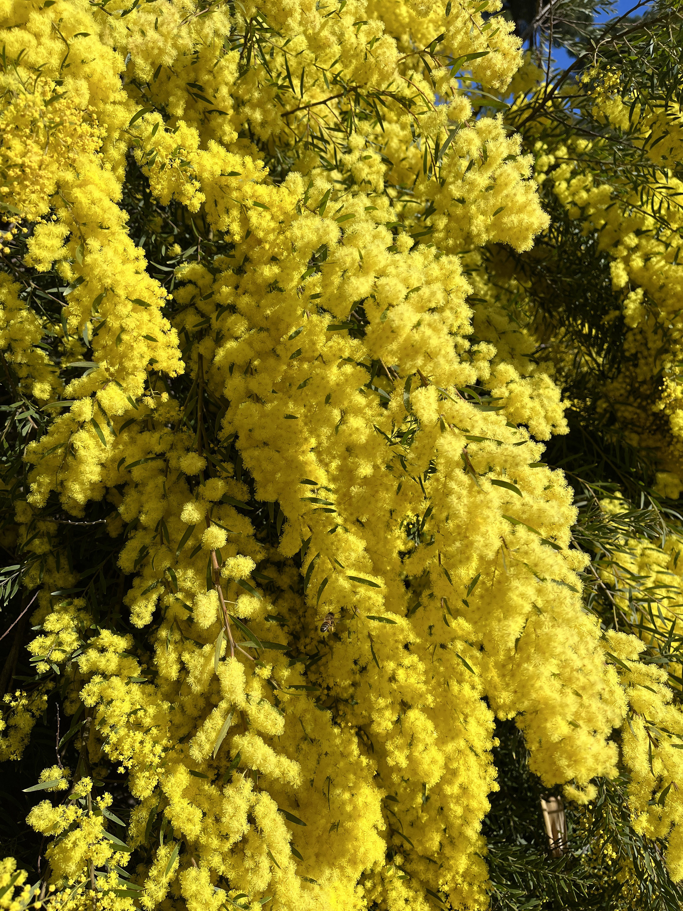 Acacia fimbriata