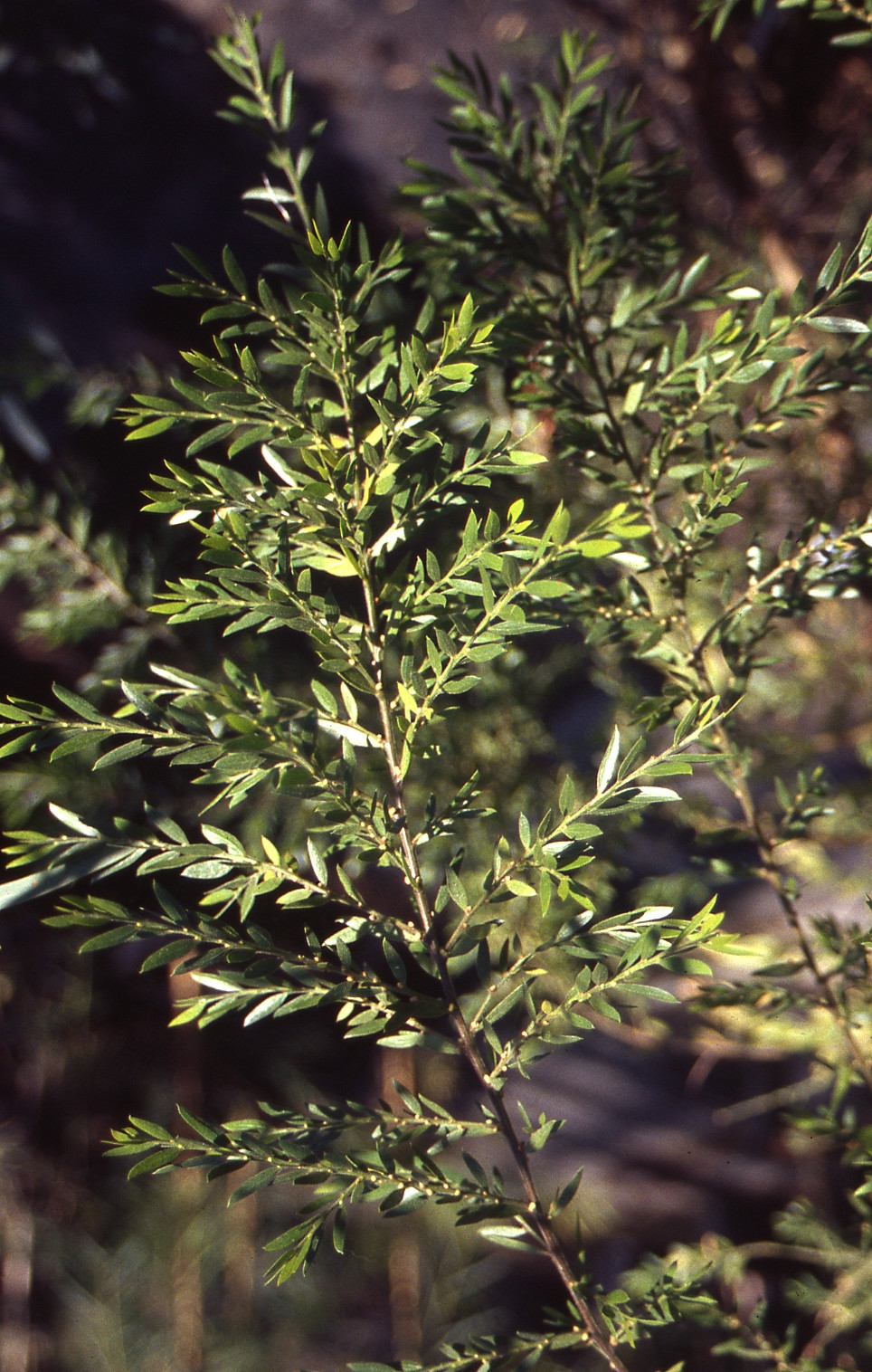 Acacia howittii