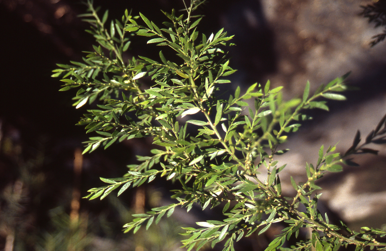 Acacia howittii