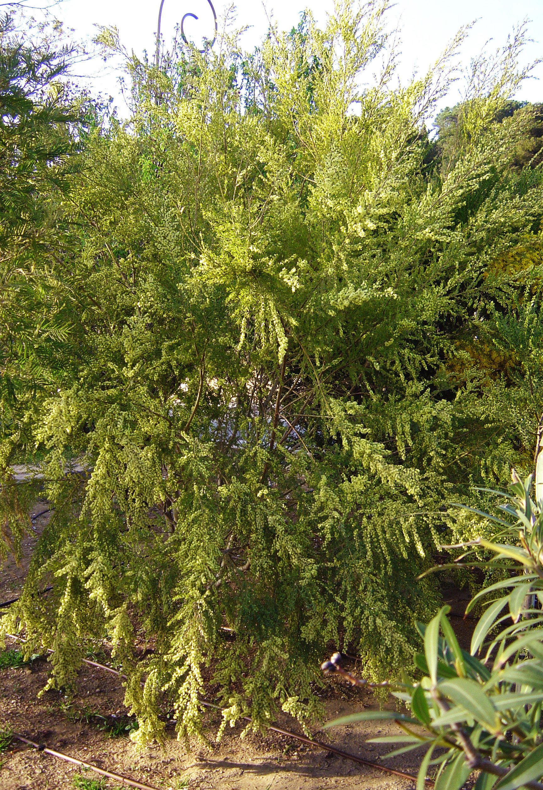 Acacia howittii