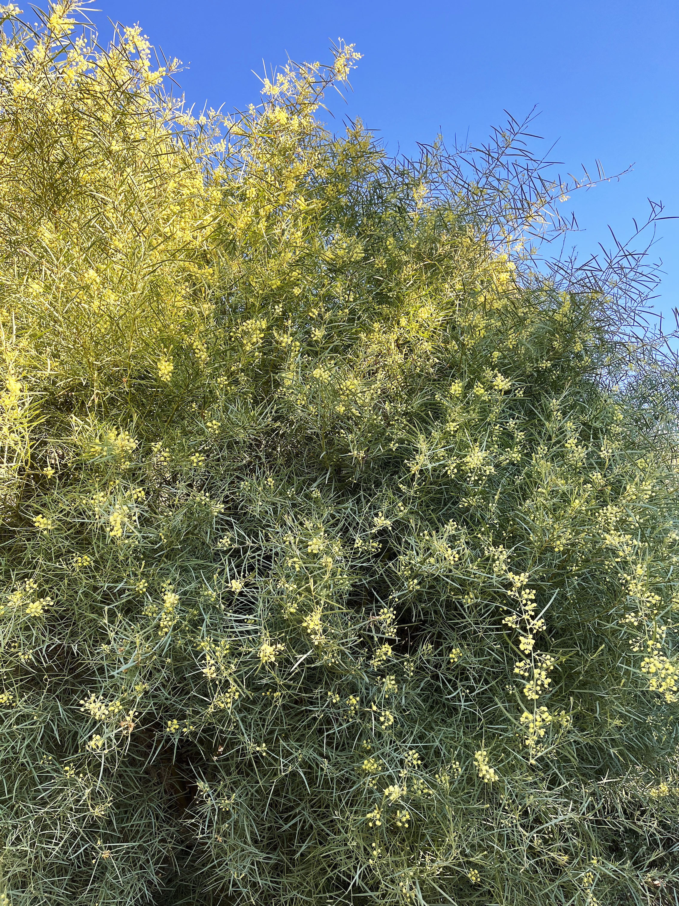 Acacia iteaphylla