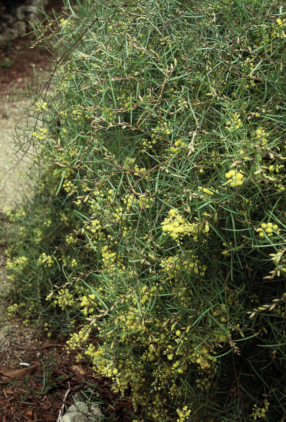 Acacia iteaphylla