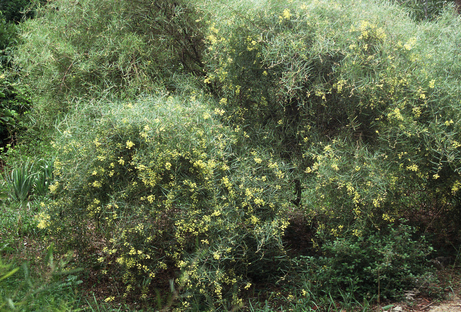 Acacia iteaphylla