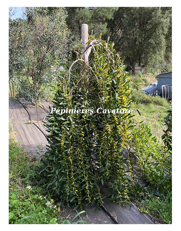 Acacia longifolia 'Prostrate' 1/2 tige