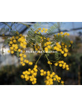 Acacia chinchillensis