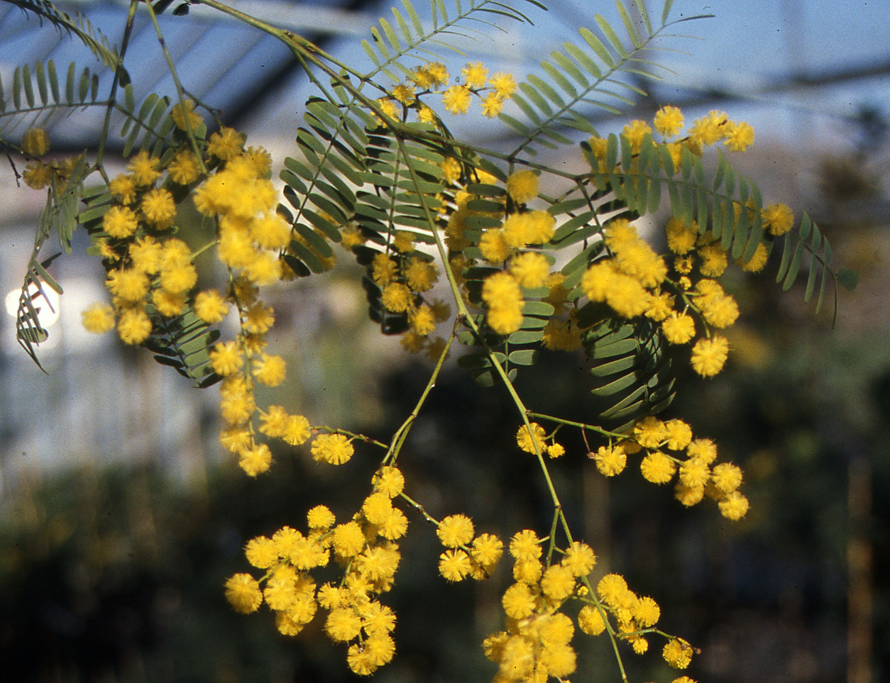 Acacia chinchillensis