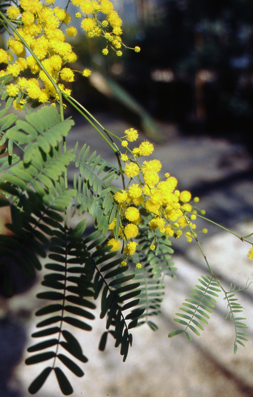 Acacia chinchillensis